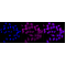 KD-Validated CASP2 Rabbit mAb (20 μl)