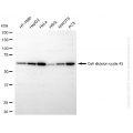 KD-Validated CDC45 Rabbit mAb (20 μl)
