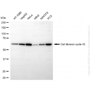 KD-Validated CDC45 Rabbit mAb (20 μl)