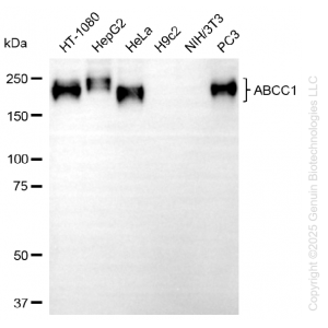 KD-Validated ABCC1 Rabbit mAb (20 μl)