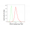 KD-Validated CDC37 Rabbit mAb (20 μl)