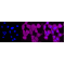 KD-Validated CDC37 Rabbit mAb (20 μl)