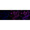 KD-Validated CSPG4 Rabbit mAb (20 μl)