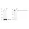 KD-Validated CSPG4 Rabbit mAb (20 μl)