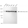KD-Validated CLTC Rabbit mAb (20 μl)