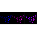 KD-Validated CCNE2 Rabbit mAb (20 μl)