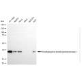 KD-Validated DDAH1 Rabbit mAb (20 μl)