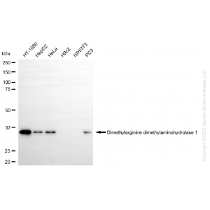 KD-Validated DDAH1 Rabbit mAb (20 μl)