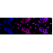 KD-Validated DEK Rabbit mAb (20 μl)
