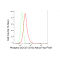 KD-Validated Phospho-CDC37 (S13) Rabbit mAb (20 μl)