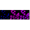 KD-Validated Phospho-CDC37 (S13) Rabbit mAb (20 μl)