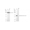 KD-Validated Phospho-CDC37 (S13) Rabbit mAb (20 μl)