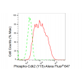KD-Validated Phospho-Cdk2 (Y15) Rabbit mAb (20 μl)