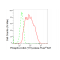 KD-Validated Phospho-Cdk2 (Y15) Rabbit mAb (20 μl)