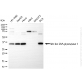 KD-Validated NTHL1 Rabbit mAb (20 μl)