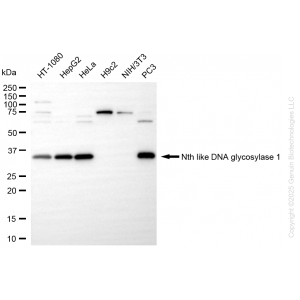 KD-Validated NTHL1 Rabbit mAb (20 μl)