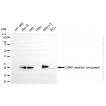 KD-Validated CRCP Rabbit mAb (20 μl)