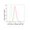 KD-Validated BCL2L12 Rabbit mAb (20 μl)