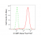 KD-Validated C1QBP Rabbit mAb (20 μl)
