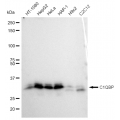 KD-Validated C1QBP Rabbit mAb (20 μl)