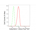 KD-Validated CLSTN1 Rabbit mAb (20 μl)