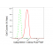 KD-Validated CLSTN1 Rabbit mAb (20 μl)