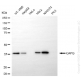 KD-Validated CAPG Rabbit mAb (20 μl)