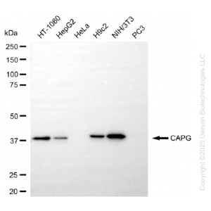KD-Validated CAPG Rabbit mAb (20 μl)