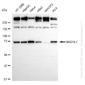 KD-Validated MAD1L1 Rabbit mAb (20 μl)