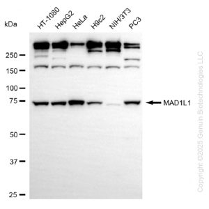 KD-Validated MAD1L1 Rabbit mAb (20 μl)