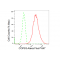 KD-Validated COPS3 Rabbit mAb (20 μl)