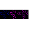 KD-Validated COPS3 Rabbit mAb (20 μl)