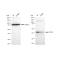 KD-Validated COPS3 Rabbit mAb (20 μl)