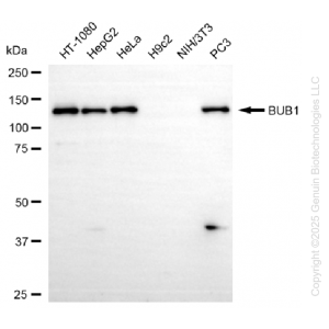 KD-Validated BUB1 Rabbit mAb (20 μl)