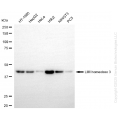 KD-Validated LHX3 Rabbit mAb (20 μl)
