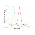KD-Validated CLASP1 Rabbit mAb (20 μl)
