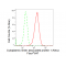 KD-Validated CLASP1 Rabbit mAb (20 μl)