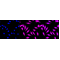 KD-Validated CLASP1 Rabbit mAb (20 μl)