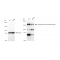 KD-Validated CLASP1 Rabbit mAb (20 μl)