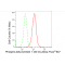 KD-Validated Phospho-ARRB1 (S412) Rabbit mAb (20 μl)