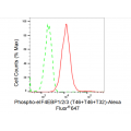 KD-Validated Phospho-eIF4EBP1/2/3 (T46+T46+T32) Rabbit mAb (20 μl)
