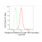 KD-Validated Phospho-eIF4EBP1/2/3 (T46+T46+T32) Rabbit mAb (20 μl)