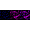 KD-Validated Phospho-eIF4EBP1/2/3 (T46+T46+T32) Rabbit mAb (20 μl)