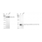 KD-Validated Phospho-eIF4EBP1/2/3 (T46+T46+T32) Rabbit mAb (20 μl)