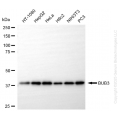 KD-Validated BUB3 Rabbit mAb (20 μl)
