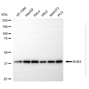 KD-Validated BUB3 Rabbit mAb (20 μl)