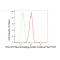 KD-Validated ARHGAP5 Rabbit mAb (20 μl)