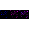 KD-Validated ARHGAP5 Rabbit mAb (20 μl)