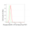 KD-Validated Phospho-BCAR1 (Y410) Rabbit mAb (20 μl)