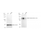 KD-Validated Phospho-BCAR1 (Y410) Rabbit mAb (20 μl)